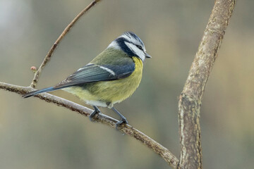 Blaumeise (Cyanistes caeruleu)