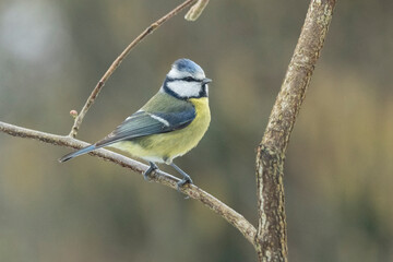 Blaumeise (Cyanistes caeruleu)