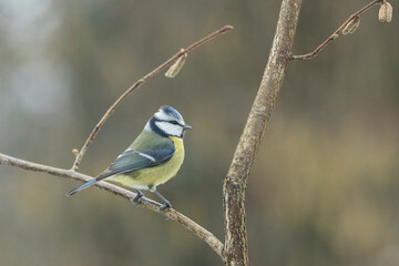 Blaumeise (Cyanistes caeruleu)