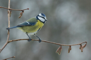 Blaumeise (Cyanistes caeruleu)