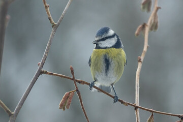 Blaumeise (Cyanistes caeruleu)
