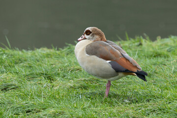Nilgans (Alopochen aegyptiaca)