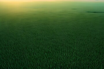 Obraz premium green grass field