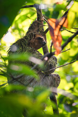 Sloth staring. Corcovado National Park (Costa Rica)