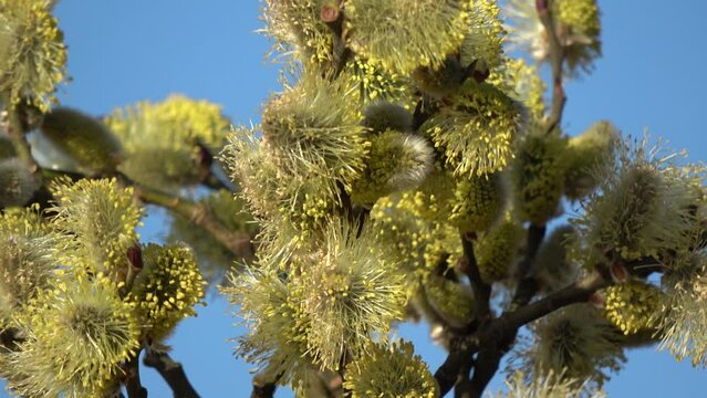 Flowering pussy willow Salix caprea  rotating