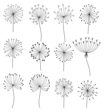 Dandelion flowers set in black linear style. Nature floral hand drawn stylized decorative blooming silhouettes of fluffy seeds flowers. Various of pencil sketched monochrome design elements