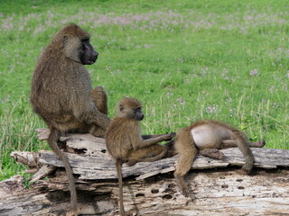 Olive baboons