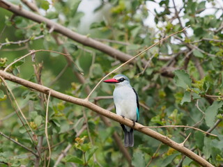 Woodland kingfisher