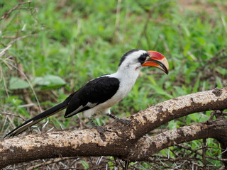 Red billed hornbill