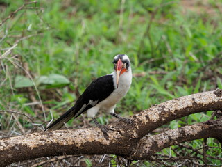 Red billed hornbill