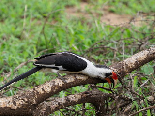 Red billed hornbill