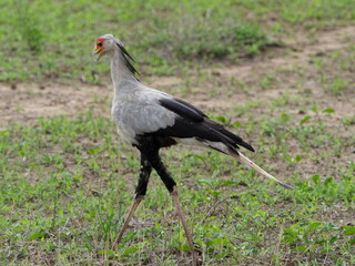 Naklejka premium Seecretary bird