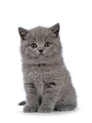 Fototapeta na wymiar Adorable chubby British Shorthair cat kitten, sitting up facing front. Looking towards camera. isolated on a white background.