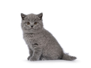 Adorable chubby gray British Shorthair cat kitten, sitting up side ways. Looking towards camera. isolated on a white background.