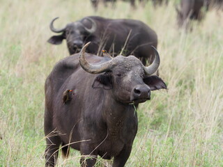 wounded buffalo with oxpecker