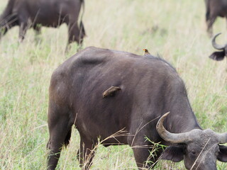 Obraz premium wounded buffalo with oxpecker