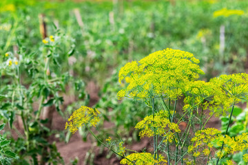 Dill on the beds. Dill inflorescence in the field, growing dill