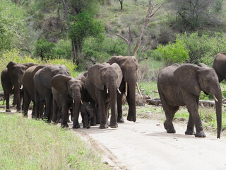 Herds of elephant