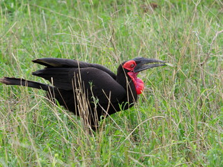 Ground hornbill in long grass