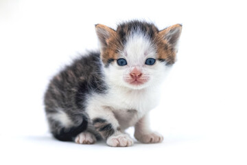 Cute fluffy kitten on white isolated background. Magic cat