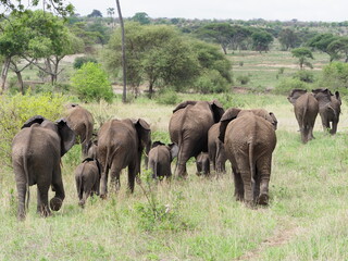 Fototapeta na wymiar Herds of elephant