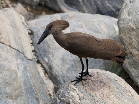 Hammerkop bird