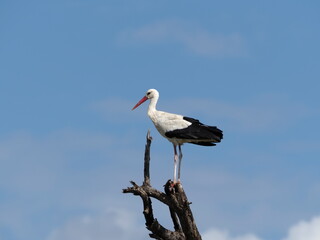 White stork perched on a tree stump