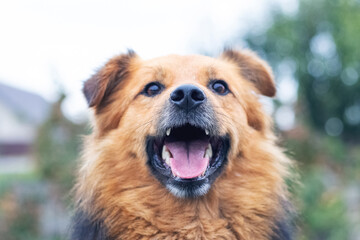 Brown shaggy dog with open mouth on blurred background close-up. Portrait of a cheerful friendly dog