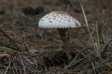 mushrooms in the autumn forest. close up