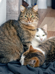 Three cats rest in the bathroom on the floor