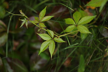 background with pattern of Parthenocissus leaves 
