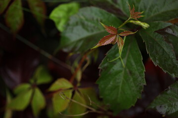 background with pattern of Parthenocissus leaves 