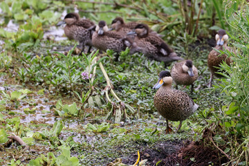 Silver Teal, adult with ducklings, Costanera Sur, Buenos Aires, Argentina.
