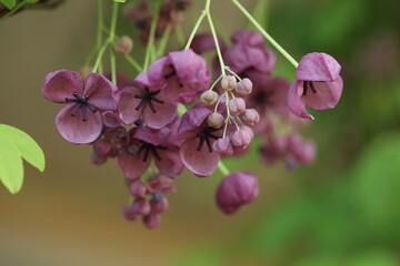 close up of purple akebia flowers. spring blossom 