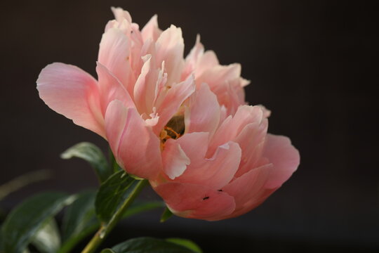 single pink peony flower with copy space