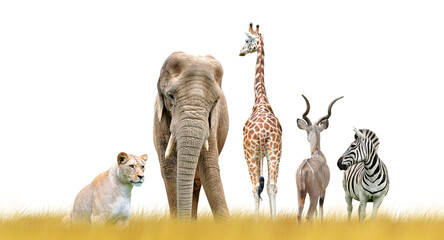 Lioness, giraffe, elephant, kudu and zebra on the savanna isolated on transparent background, PNG. African animals.