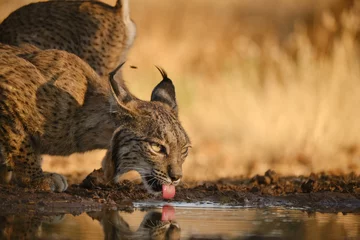 Fotobehang iberian lynx © ROBER