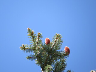Abies alba