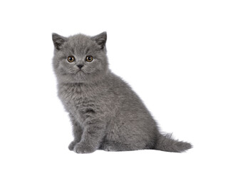 Fototapeta premium Adorable chubby gray British Shorthair cat kitten, sitting up side ways. Looking towards camera. isolated cutout on a transparent background.