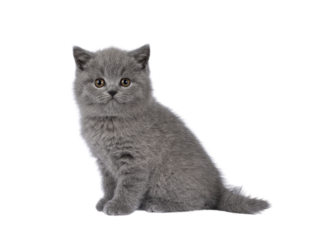Adorable chubby gray British Shorthair cat kitten, sitting up side ways. Looking towards camera. isolated cutout on a transparent background.