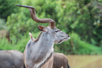 Close up of a male kudu