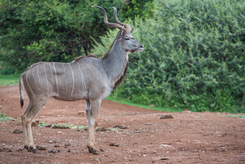 Obraz na płótnie Canvas Male kudu in the bush