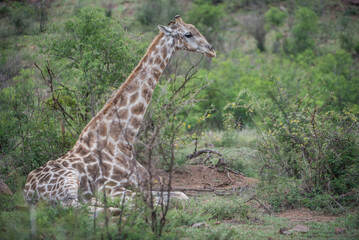 Giraffe lying down in the bush