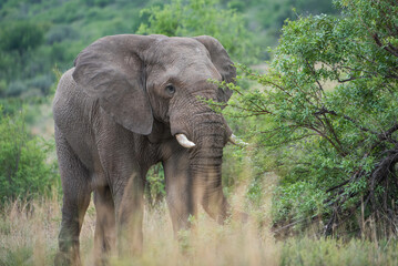 Fototapeta premium African elephant in the bush