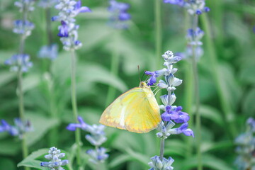 butterfly on a flower
