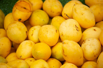 Mango close-up as a background. Tropical fruit mango bunch.