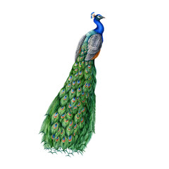 Peacock detailed watercolor illustration. Hand drawn exotic bird with beautiful long tail. Peacock with bright feathers wildlife and park animal. Decorative design element.