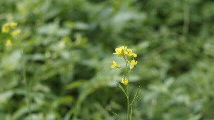 Beautiful small flowers of Brassica nigra also known as Black Mustard