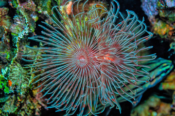 Naklejka na ściany i meble Sabellidae, or feather duster worms, are a family of marine polychaete tube worms