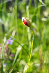 Bud of red poppy opening, with young bud below it.